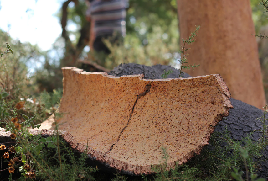 栓木樹皮的采剝