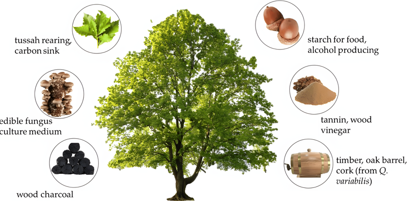 栓皮櫟主要經濟價值圖