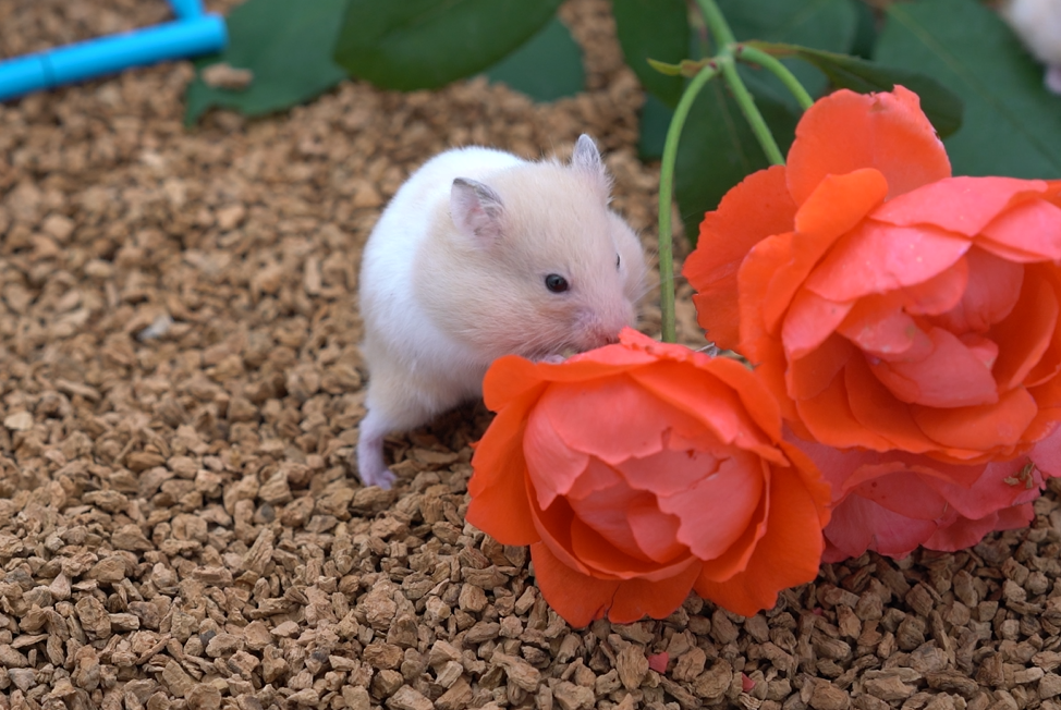 軟木倉(cāng)鼠墊料